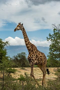 Giraf in Zuid-Afrika van Paula Romein