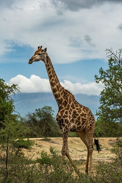 Giraffe in South Africa by Paula Romein