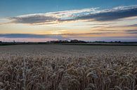 Grain field during the golden hour by Kim Willems thumbnail