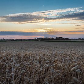 Grain field during the golden hour