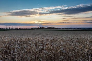 Champ de céréales à l'heure dorée