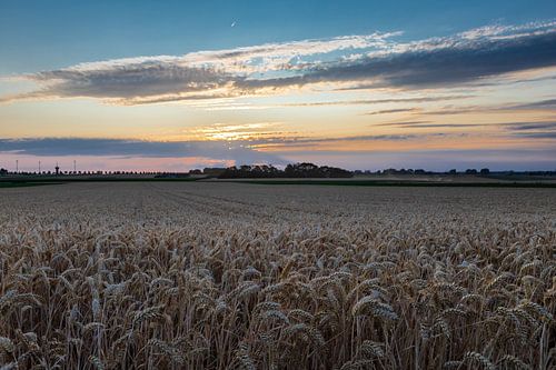 Grain field during the golden hour