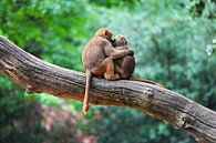 Twee apen in omhelzing - liefde van Chihong thumbnail