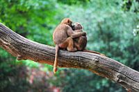 Two monkeys in embrace - love