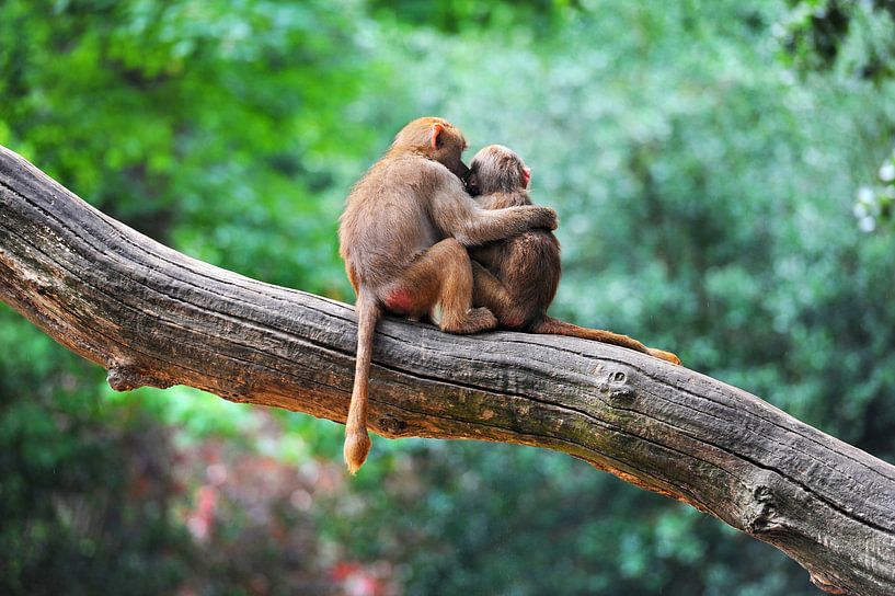 Twee apen in omhelzing - liefde van Chihong
