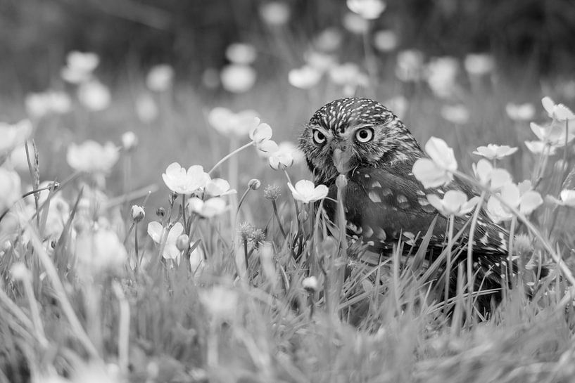 Dwerguil tussen de boterbloemen van Lianne van Dijk