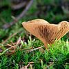Ein brauner Pilz im Moos von Gerard de Zwaan