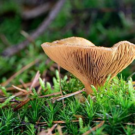 Un champignon brun dans la mousse sur Gerard de Zwaan
