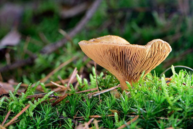 Ein brauner Pilz im Moos von Gerard de Zwaan