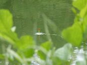 Patience... by Maurice Engels thumbnail