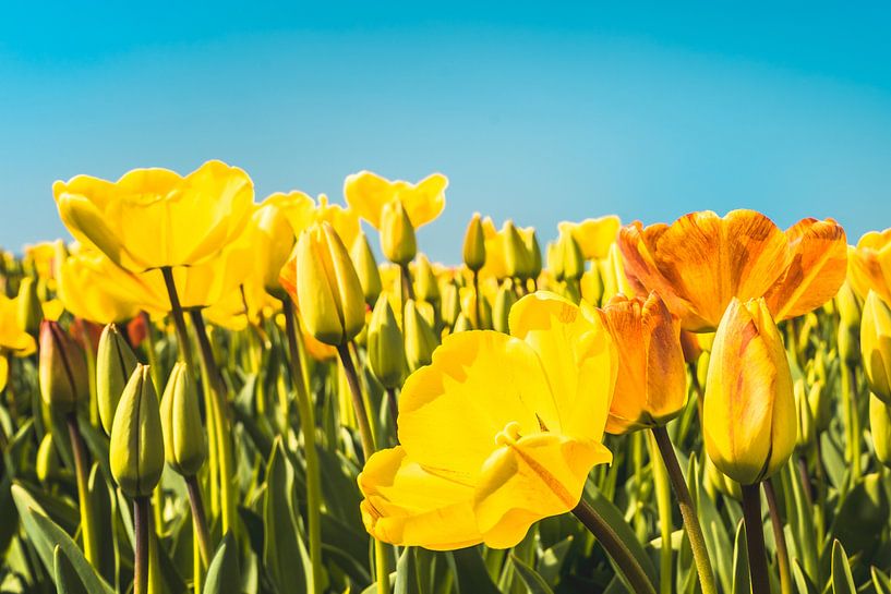 Tulips by rosstek ®