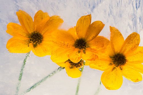 Bidens in Eis 3