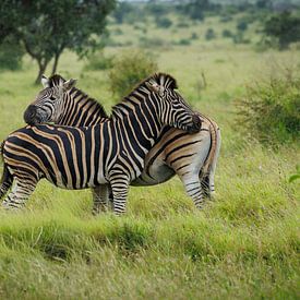 Zebra von antonvanbeek.nl