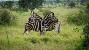 Zebra