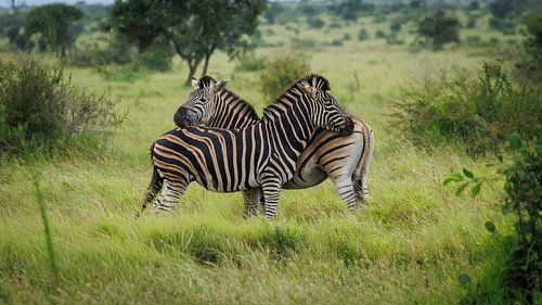 Zebra van antonvanbeek1957