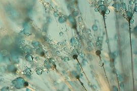 From the fluff ball: Droplets in the warm light with turqouise by Marjolijn van den Berg