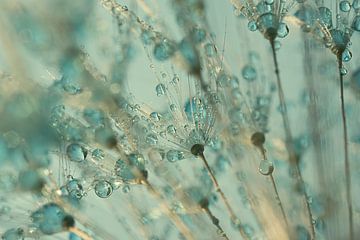 From the fluff ball: Droplets in the warm light with turqouise