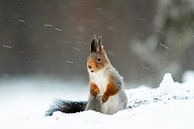 Eichhörnchen im Schnee von Ed Klungers Miniaturansicht