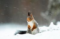 squirrel in the snow