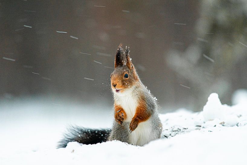 Eichhörnchen im Schnee von Ed Klungers