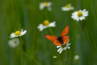 Schmetterling auf einem Gänsebümchen