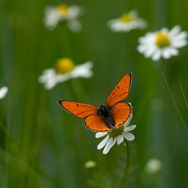 Schmetterling auf einem Gänsebümchen von Laura Büttner
