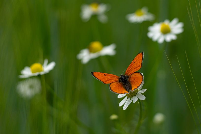 Schmetterling auf einem Gänsebümchen von Laura Büttner