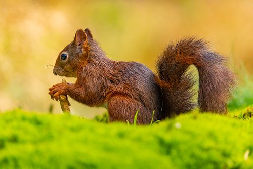 Squirrel (Sciurus vulgaris), rodent
