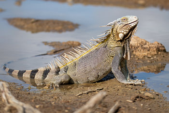 Bonaire's Leguan in der Regenzeit