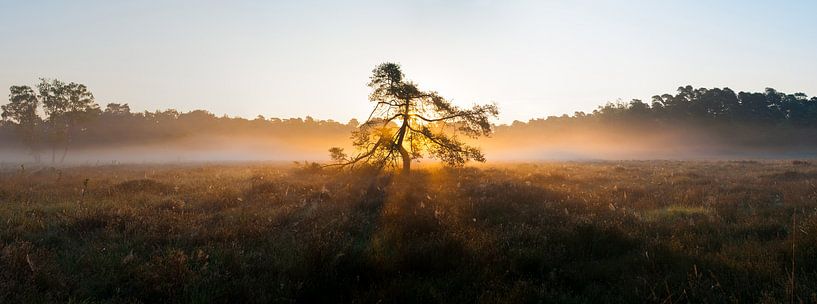 Divine tree by Merijn Ruijter