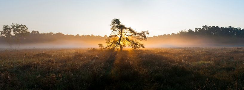 Göttlicher Baum von Merijn Ruijter