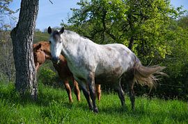 Horses near Gunsbach in Alsace by Tanja Voigt