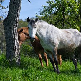 Paarden in de buurt van Gunsbach in de Elzas van Tanja Voigt