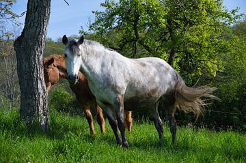 Pferde bei Gunsbach im Elsass von Tanja Voigt