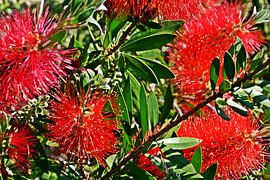 des fleurs rouges en forme de goupillon dans mon jardin