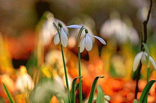 Colorful environment spring snowdrops