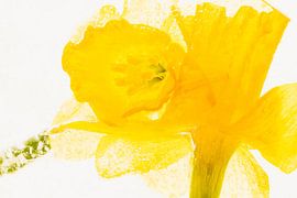 Daffodils in ice 3 by Marc Heiligenstein