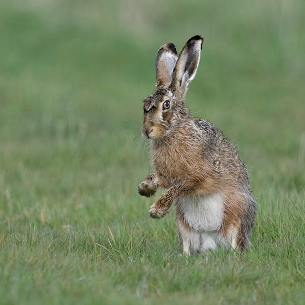 Brown Hare / European Hare ( Lepus europaeus ) shadow boxing with front paws, looks funny, wildlife, by wunderbare Erde