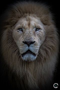 Portrat van een leeuw van Kimberly de Jager