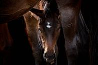Veulen paard van Thomas Marx thumbnail