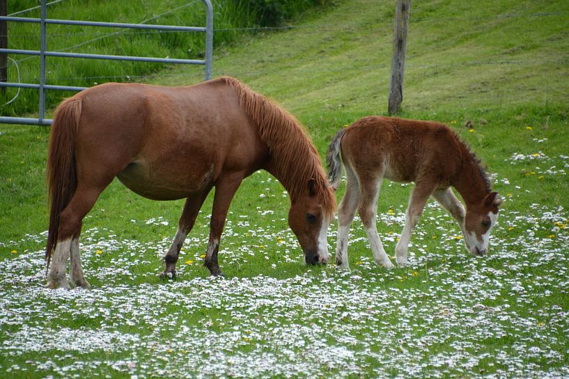 Horse and Foal by FotoGraaGHanneke