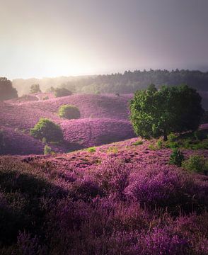 Violettes Heidekraut auf der Posbank von Rob Visser