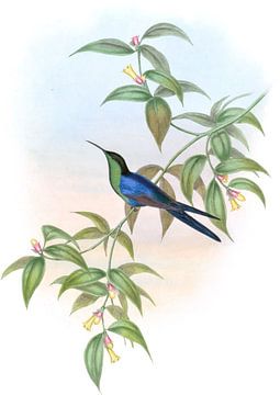 Waterton's Wood Nimph, John Gould van Hummingbirds