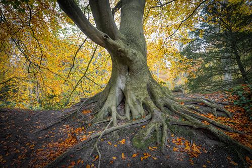 Forêt de rêve à Wassenaar