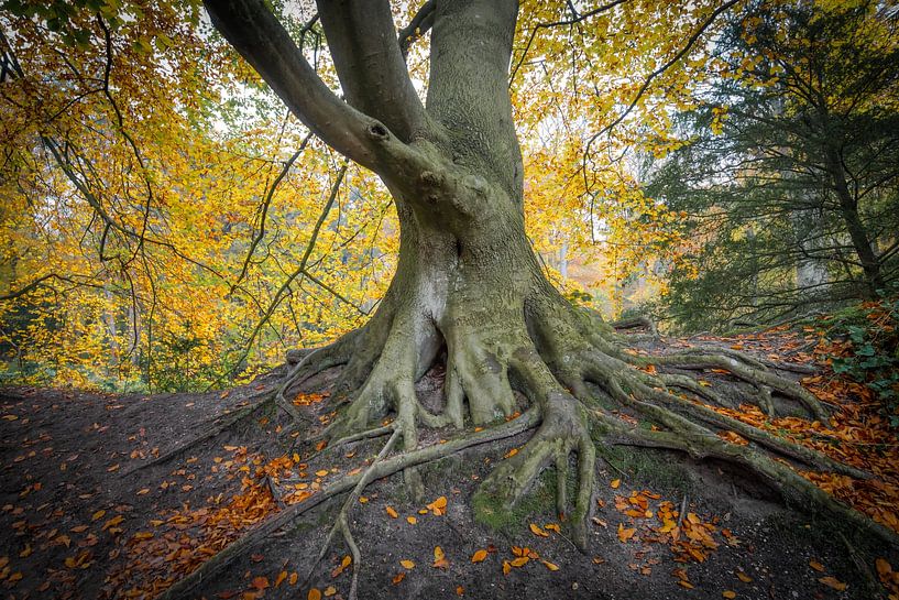 Dream forest in Wassenaar by Dirk van Egmond