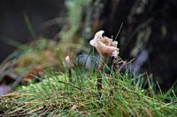 Pilz