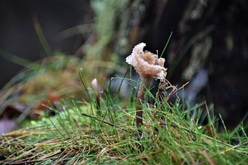 paddenstoel van Bert Kottier