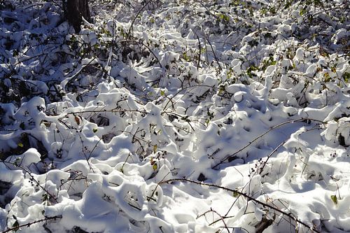 Schnee auf Ästen