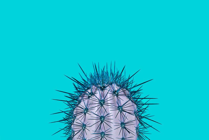 Kaktus türkis von Elles Rijsdijk