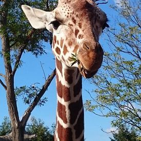 Giraffe aan het eten von Leonie Vreeswijk-Feith